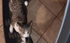 Cat Runs Swiftly on Exercise Wheel - Animals - VIDEOTIME.COM