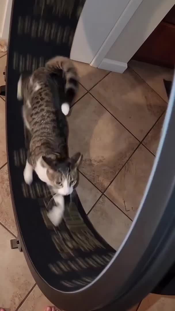 Cat Runs Swiftly on Exercise Wheel