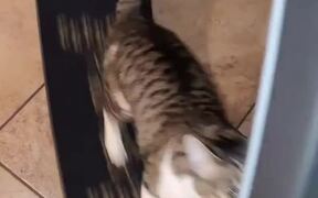 Cat Runs Swiftly on Exercise Wheel - Animals - VIDEOTIME.COM