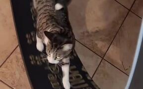 Cat Runs Swiftly on Exercise Wheel