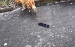 Dog Accidentally Slides Down Icy Driveway Slope - Animals - VIDEOTIME.COM