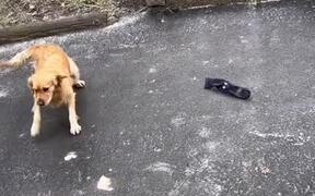 Dog Accidentally Slides Down Icy Driveway Slope - Animals - VIDEOTIME.COM
