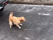 Dog Accidentally Slides Down Icy Driveway Slope