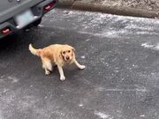Dog Accidentally Slides Down Icy Driveway Slope