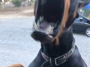 Doberman Tries Jumping Into Owner's Car