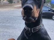 Doberman Tries Jumping Into Owner's Car