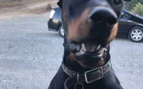 Doberman Tries Jumping Into Owner's Car - Animals - VIDEOTIME.COM