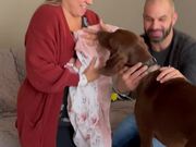 Big Dog Gets Excited to Meet New Baby