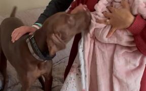Big Dog Gets Excited to Meet New Baby - Animals - VIDEOTIME.COM
