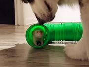Dog Mouse Duo Play Hide and Seek Together