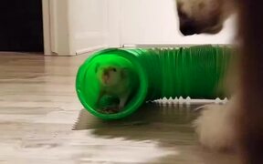 Dog Mouse Duo Play Hide and Seek Together