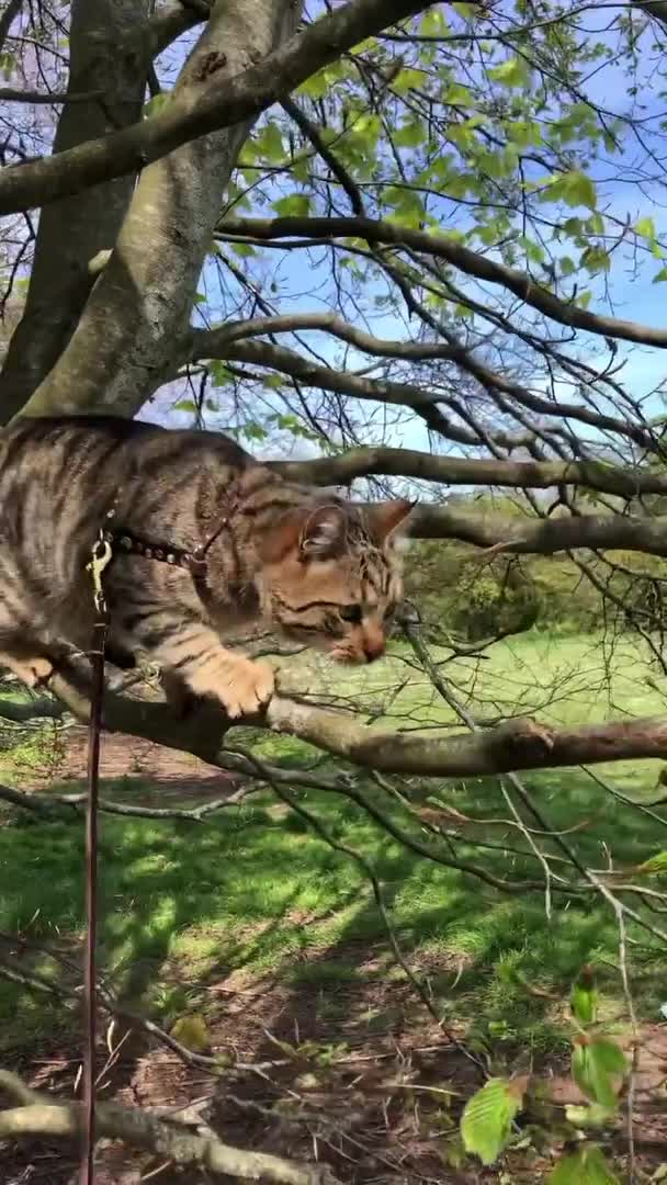 Cat Loses Balance on Narrow Tree Branch and Falls