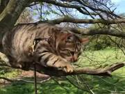 Cat Loses Balance on Narrow Tree Branch and Falls