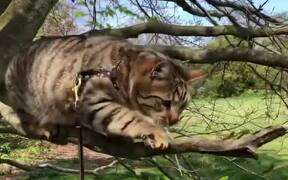 Cat Loses Balance on Narrow Tree Branch and Falls - Animals - VIDEOTIME.COM