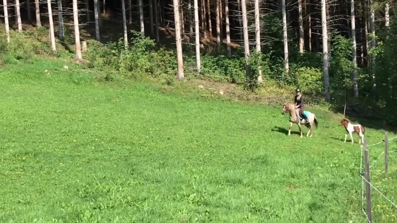 Girl Faceplants After Falling Off Her Horse