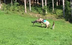 Girl Faceplants After Falling Off Her Horse