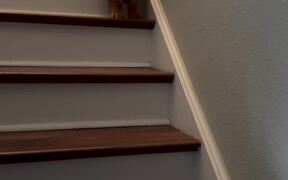 Dog Grumbles While Climbing Down Staircase - Animals - VIDEOTIME.COM