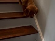 Dog Grumbles While Climbing Down Staircase