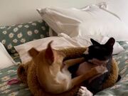 Sphynx Cat and Puppy Have Playful Fight on Bed