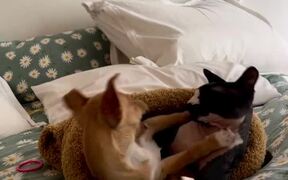 Sphynx Cat and Puppy Have Playful Fight on Bed - Animals - VIDEOTIME.COM