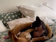 Sphynx Cat and Puppy Have Playful Fight on Bed
