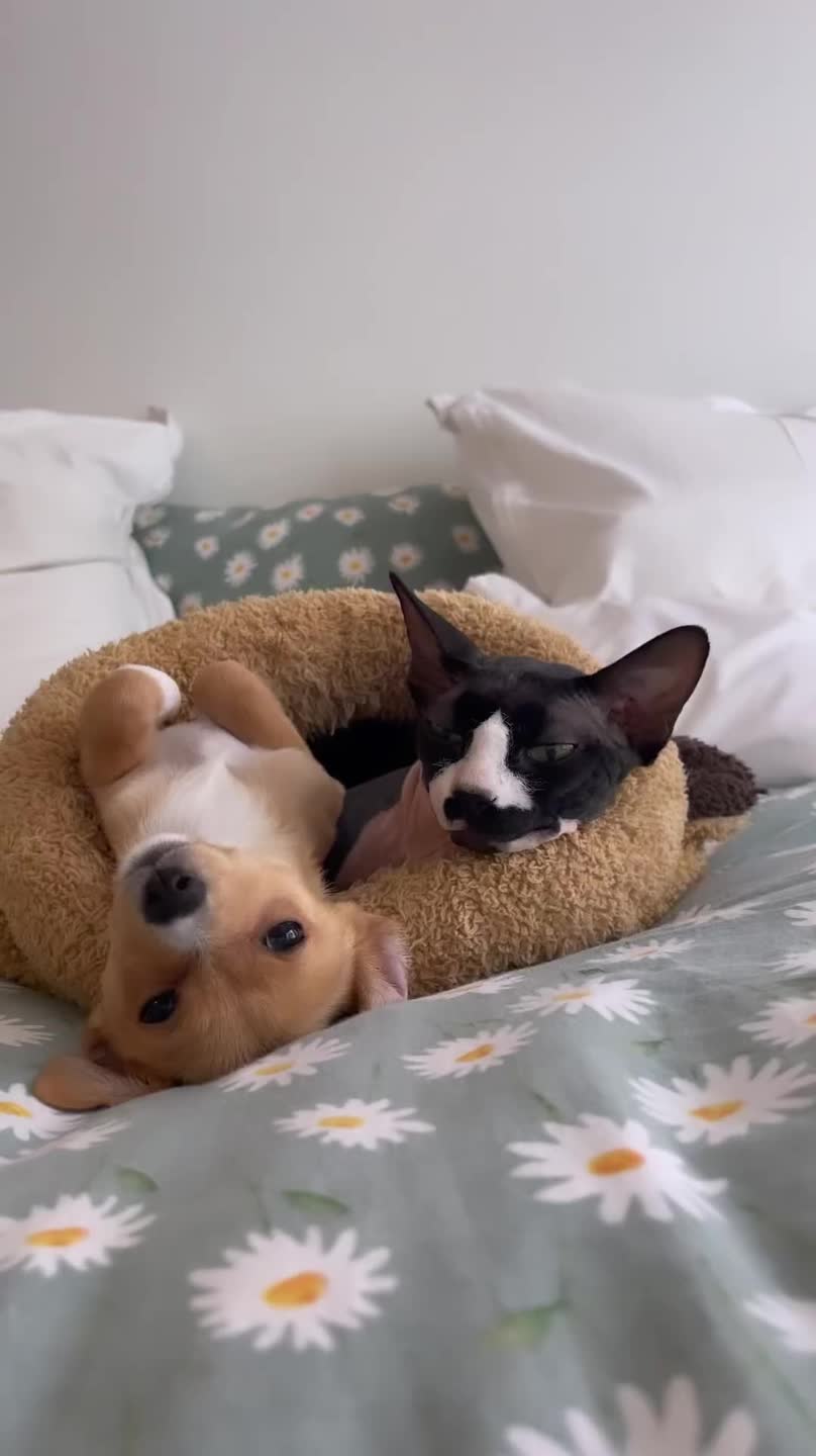 Sphynx Cat and Puppy Spend Time Together