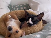 Sphynx Cat and Puppy Spend Time Together