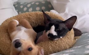 Sphynx Cat and Puppy Spend Time Together - Animals - VIDEOTIME.COM