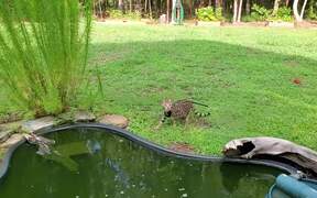 Cat Falls Into Pond While Catching Flying Insect