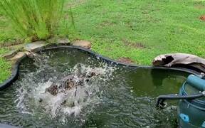 Cat Falls Into Pond While Catching Flying Insect - Animals - Videotime.com