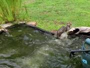 Cat Falls Into Pond While Catching Flying Insect