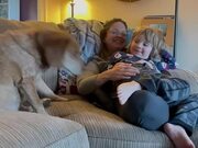 Dog Gets Jealous When Owner Pats Her Son
