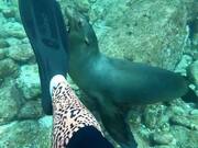Baby Sea Lion Playfully Bites Scuba Diver's Fin
