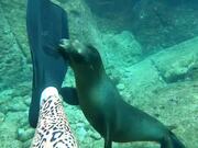 Baby Sea Lion Playfully Bites Scuba Diver's Fin