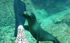 Baby Sea Lion Playfully Bites Scuba Diver's Fin - Animals - VIDEOTIME.COM