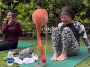 Flamingo Starts Dancing in Circles on Woman's Mat