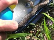 Person Rescues Hognose Snake Stuck on Glue Trap