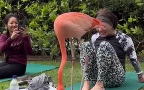 Flamingo Starts Dancing in Circles on Woman's Mat