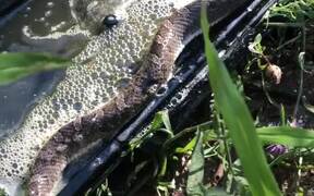 Person Rescues Hognose Snake Stuck on Glue Trap - Animals - VIDEOTIME.COM