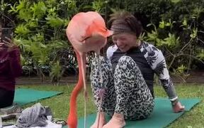 Flamingo Starts Dancing in Circles on Woman's Mat - Animals - VIDEOTIME.COM