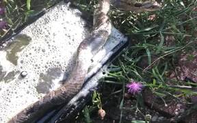 Person Rescues Hognose Snake Stuck on Glue Trap - Animals - VIDEOTIME.COM