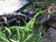 Person Rescues Hognose Snake Stuck on Glue Trap