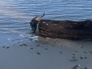 Dog Attempts to Carry Huge Log Lying On Beach