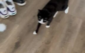 Vocal Cat Takes Owner Upstairs - Animals - VIDEOTIME.COM