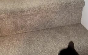 Vocal Cat Takes Owner Upstairs - Animals - VIDEOTIME.COM