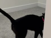 Vocal Cat Takes Owner Upstairs