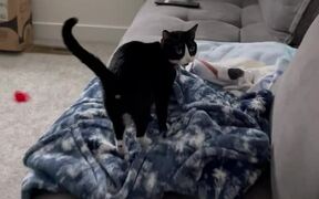 Vocal Cat Takes Owner Upstairs