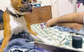 Dog Reacts to Audio Clip of Baby - Animals - VIDEOTIME.COM