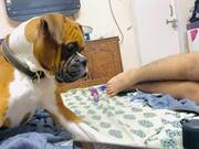 Dog Reacts to Audio Clip of Baby