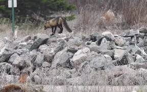 Mom Fox and Her Babies Spend Time Playing Around - Animals - VIDEOTIME.COM